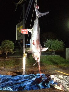 Swordfish off St Helens